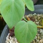 Philodendron cordatum Yaprak