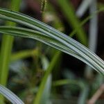 Scleria gaertneri Leaf