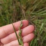 Danthonia decumbens List