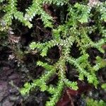 Selaginella denticulata পাতা