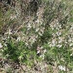 Teucrium pseudochamaepitys Costuma