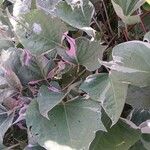 Ipomoea batatas Hoja
