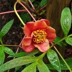 Paeonia delavayi Flower