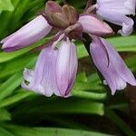 Hyacinthoides hispanica Blomma