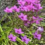 Oxalis articulata Hábito