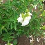 Salvia microphylla फूल