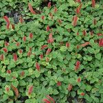Acalypha chamaedrifolia 形態