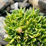 Androsace ciliata Libunga