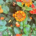 Lantana camaraLorea