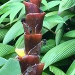 Calathea lutea Lubje
