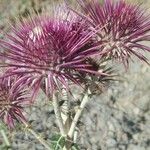 Ptilostemon hispanicus Flower