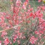 Chaenomeles japonica 花