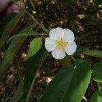 Muntingia calabura Flower