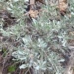 Artemisia tridentata Φύλλο