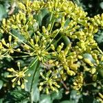 Bupleurum fruticosum फल