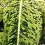 Dieffenbachia grayumiana Hoja