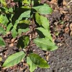 Elaeagnus umbellataLeaf