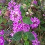 Lantana montevidensis Лист