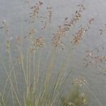 Festuca pallens Habitus