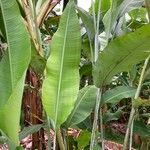 Heliconia collinsiana Feuille