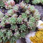 Sedum hirsutum Blad