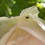 Rosa sempervirens Fleur