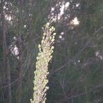 Drimia numidica Flower