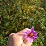 Dahlia merckii Flower