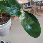 Philodendron spruceanum Leaf
