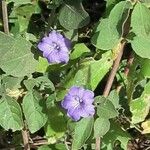 Ruellia paniculata Flor