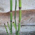 Equisetum giganteum Ліст