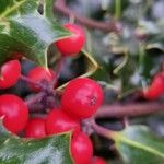 Ilex aquifolium Fruit