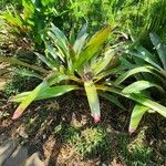 Neoregelia spectabilis Habit