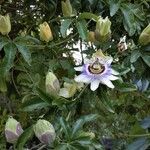 Passiflora caerulea Blomma