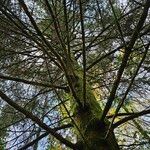 Picea orientalis Habit