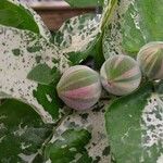 Ficus aspera Fruit