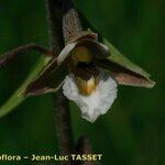 Epipactis palustris Flor