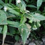 Adenostemma mauritianum Fleur