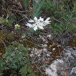 Orlaya grandiflora 形態