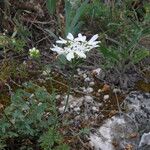 Orlaya grandiflora Habitat