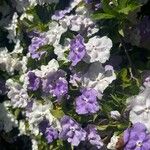 Brunfelsia pauciflora Fiore