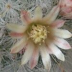 Mammillaria bocasana Floare