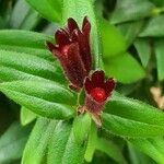 Aeschynanthus radicans 花