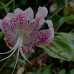 Lilium speciosum 花