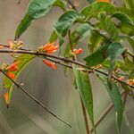 Woodfordia fruticosa Lapas