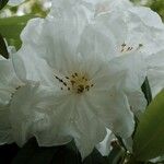 Rhododendron decorum Flor