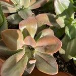 Echeveria gigantea Fulla