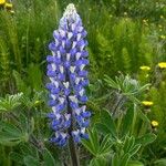 Lupinus nootkatensis Cvijet