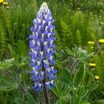 Lupinus nootkatensis Цвят