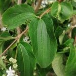 Heptacodium miconioidesFulla